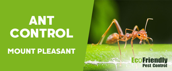 Ant Control Mount Pleasant 