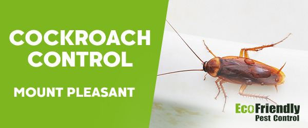 Cockroach Control Mount Pleasant  