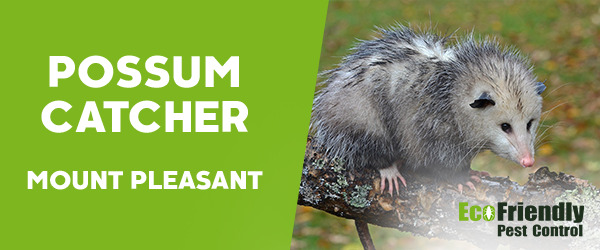 Possum Catcher Mount Pleasant 