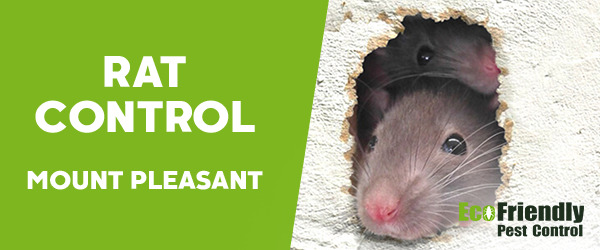 Rat Pest Control Mount Pleasant 