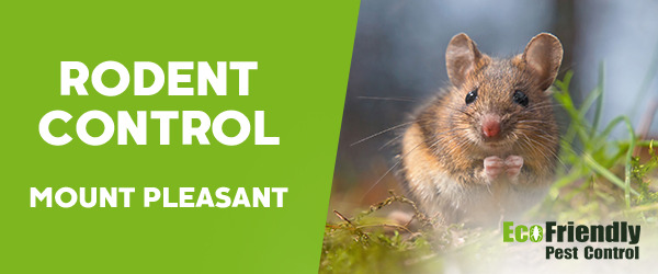 Rodent Treatment Mount Pleasant 