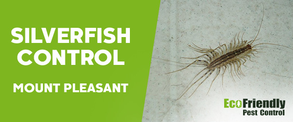 Silverfish Control Mount Pleasant 