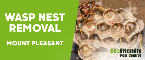 Wasp Nest Remvoal Mount Pleasant 