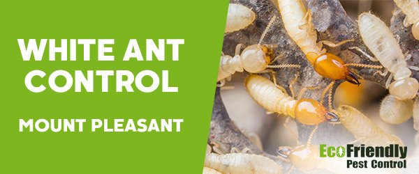 White Ant Control Mount Pleasant 