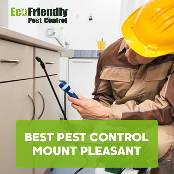 Best Pest Control Mount Pleasant 