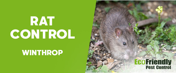 Rat Pest Control  Winthrop