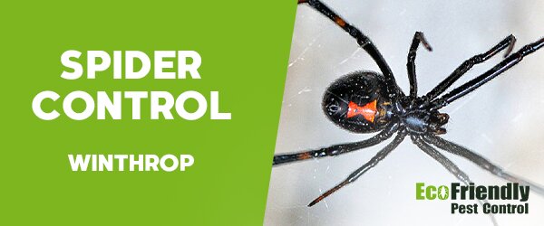 Spider Control  Winthrop