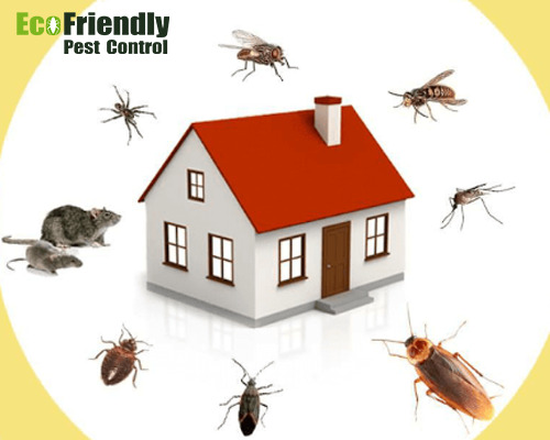 Pest Control Winthrop