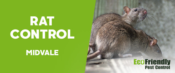 Rat Pest Control Midvale 