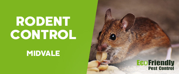 Rodent Treatment Midvale 