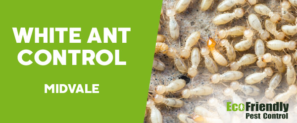 White Ant Control Midvale 