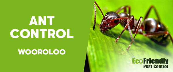 Ant Control Wooroloo 