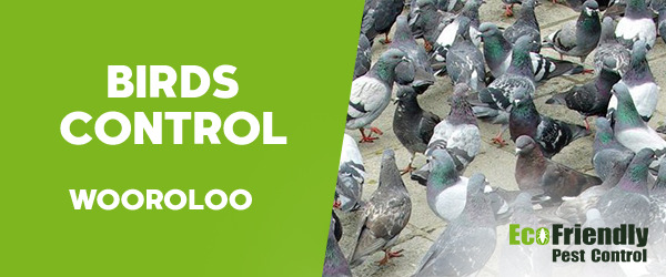 Birds Control Wooroloo 