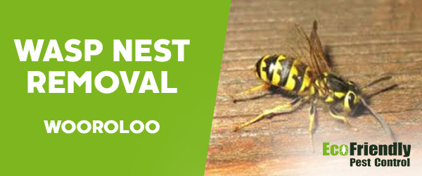 Wasp Nest Remvoal Wooroloo 