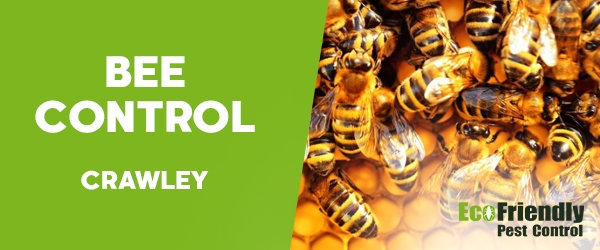 Pest Control Crawley