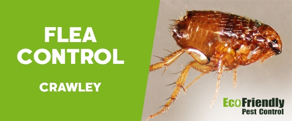 Pest Control Crawley