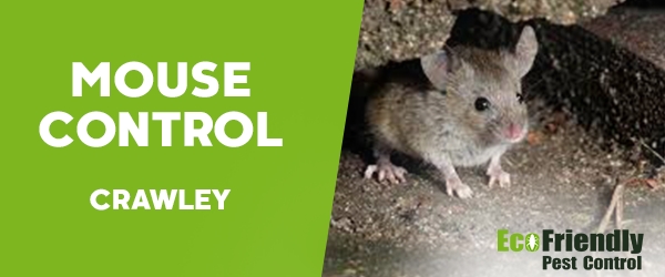 Pest Control Crawley