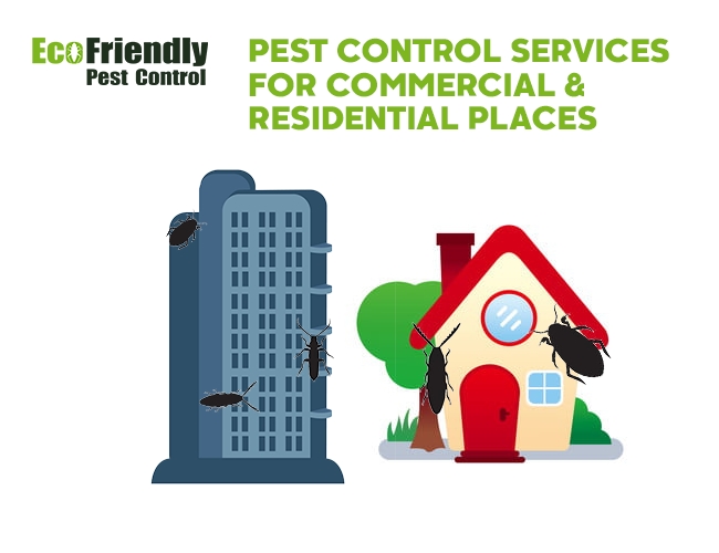 Pest Control Crawley