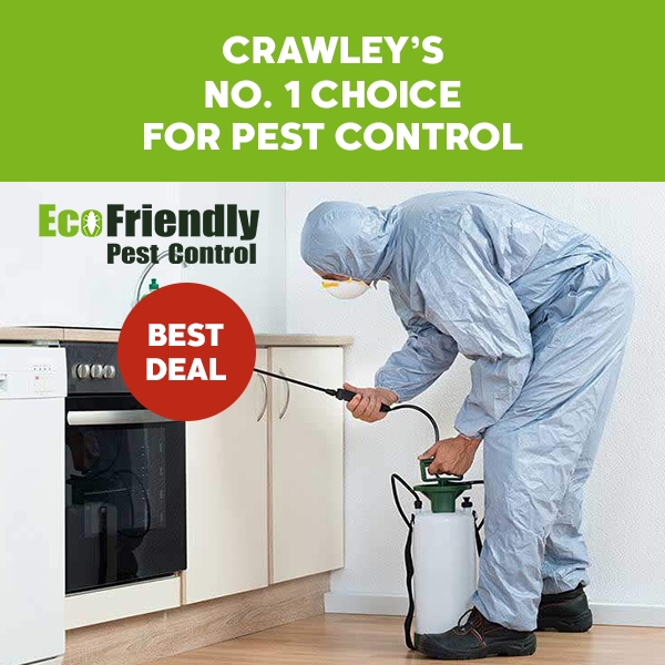 Pest Control Crawley