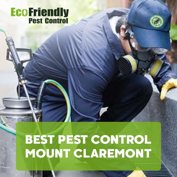 Best Pest Control Henley Brook 