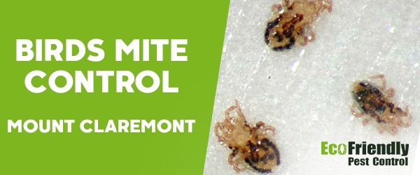 Bird Mite Control Mount Claremont 