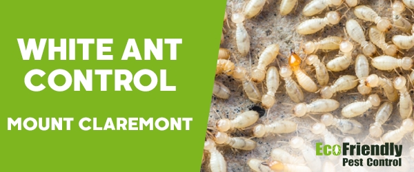 White Ant Control Mount Claremont 