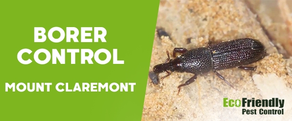 Borer Control Mount Claremont 