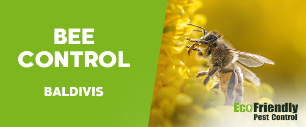 Bee Control Baldivis 