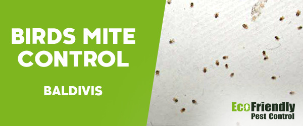 Bird Mite Control Baldivis 