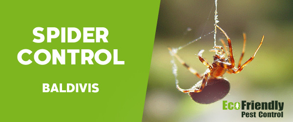 Spider Control Baldivis 