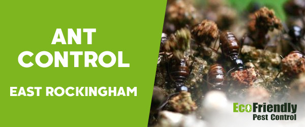 Ant Control East Rockingham 