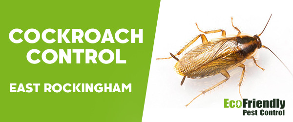Cockroach Control East Rockingham  