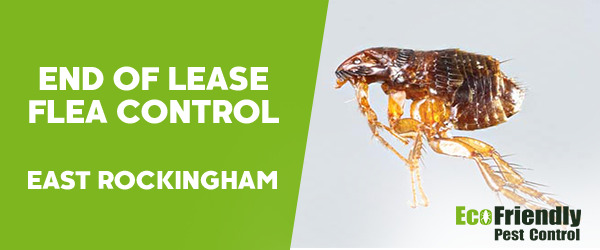 End of Lease Flea Control East Rockingham 