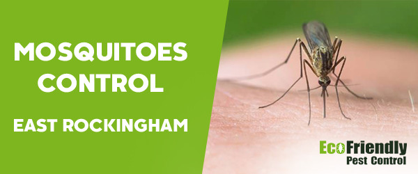 Mosquitoes Control East Rockingham 