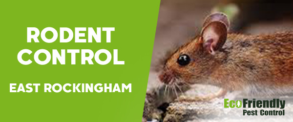 Rodent Treatment East Rockingham 