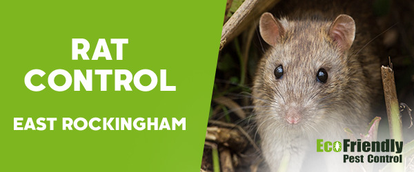 Rat Pest Control East Rockingham 