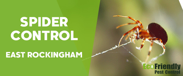 Spider Control East Rockingham 
