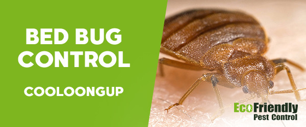 Bed Bug Control Cooloongup