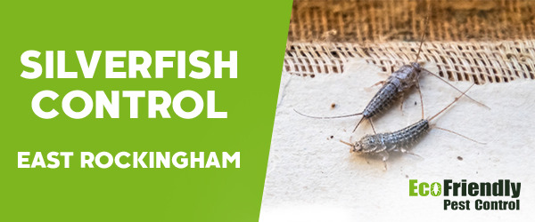 Silverfish Control East Rockingham 