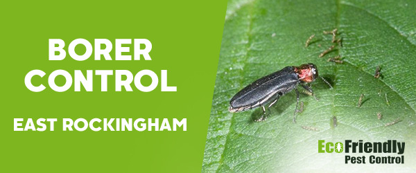 Borer Control East Rockingham 