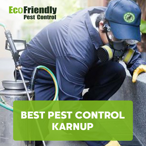 Best Pest Control Henley Brook 