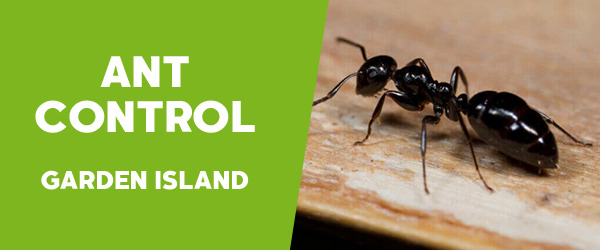 Ant Control Garden Island