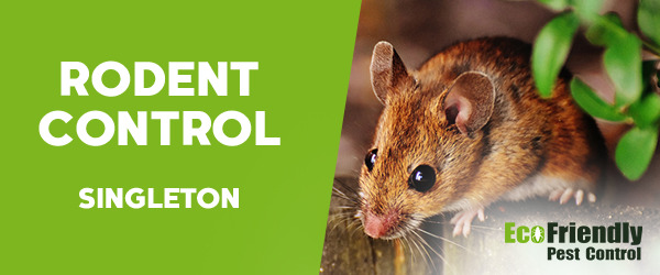 Rodent Treatment Singleton 