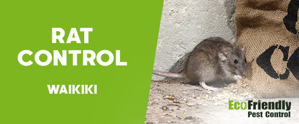 Rat Pest Control Waikiki  