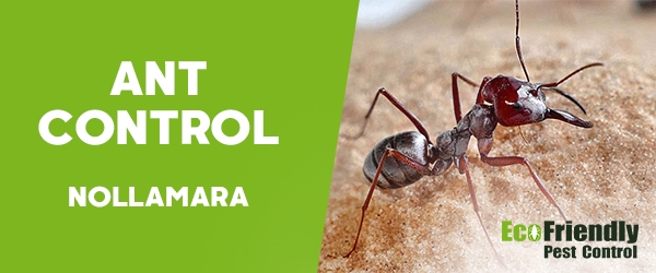 Ant Control Nollamara