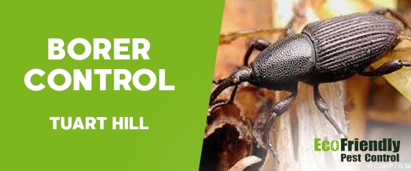 Borer Control  Tuart Hill