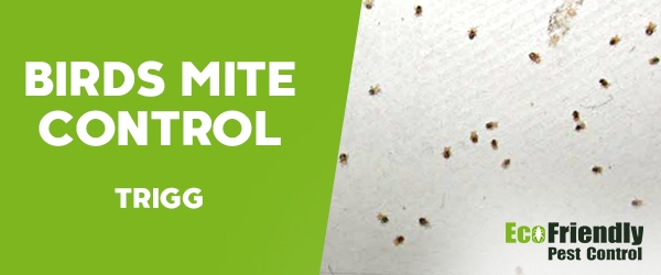 Bird Mite Control Trigg  