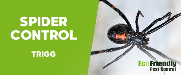 Spider Control Trigg  