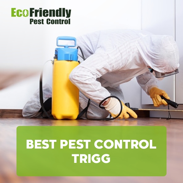 Best Pest Control Henley Brook 