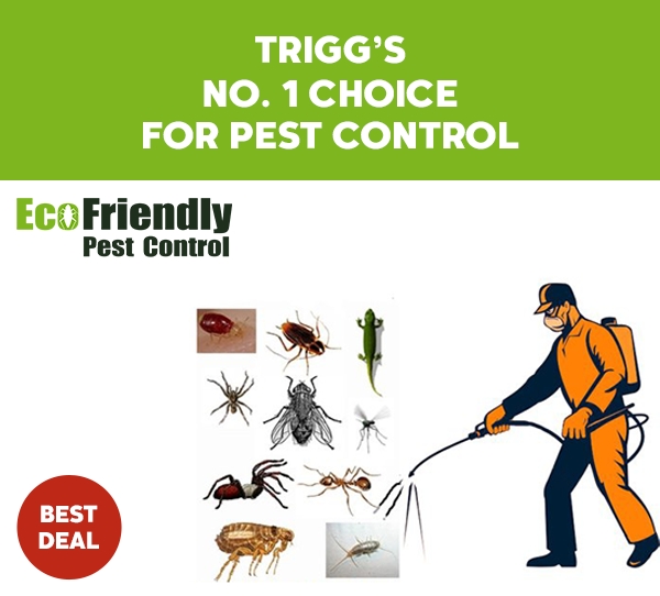 Pest Control Trigg 